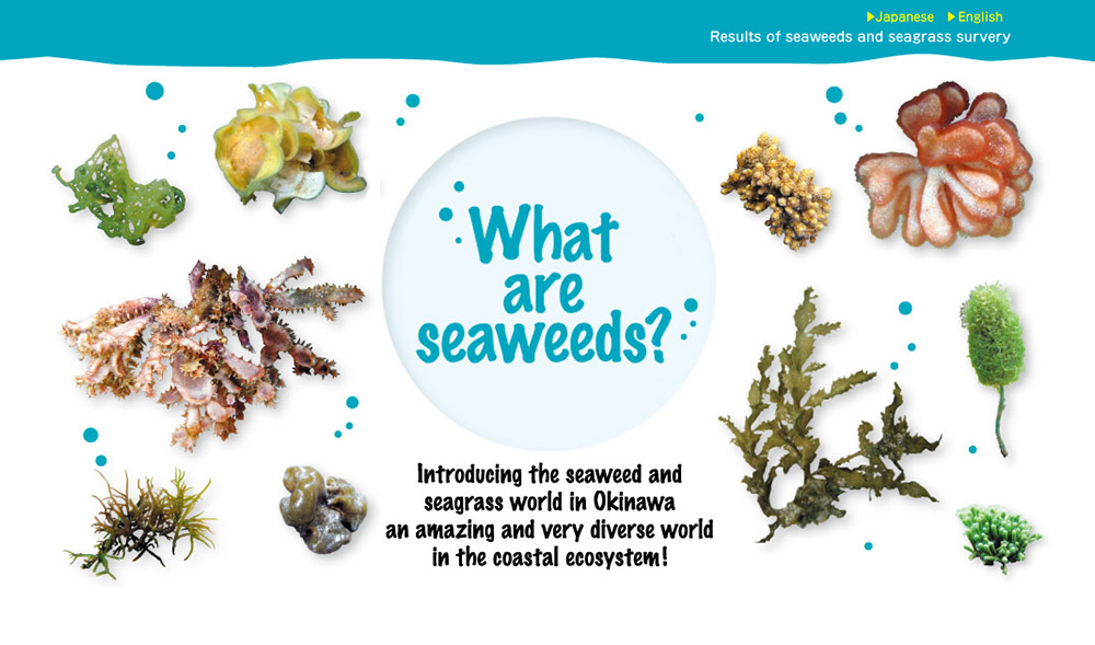 What are seaweeds?